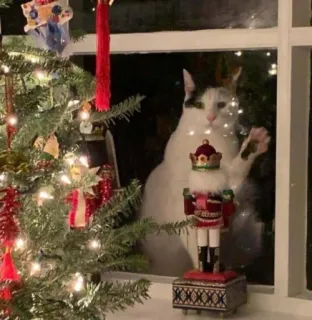 彡 Котики 𖥔 @karomi_stickers telegram stickers