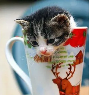 🤩 e8fd182d 子猫, 猫, カップ, 動物, 可愛い, ペット whatsapp sticker