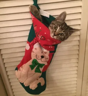 🤩 f2d0a9f1 猫, 子猫, クリスマスストッキング, 動物, ペット, クリスマス, ホリデー whatsapp sticker