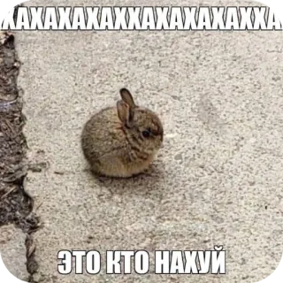 🐞 52cac652 ХАХАХАХХАХАХАХАХХА ЭТО КТО НАХУЙ 토끼, 바니, 동물, 밈, 웃긴, 귀여운, 러시아, 불쾌한 telegram sticker