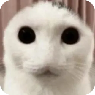 🐱 dfff1eef 고양이, 웃긴, 밈, 동물, 애완동물, 흰 고양이 telegram sticker