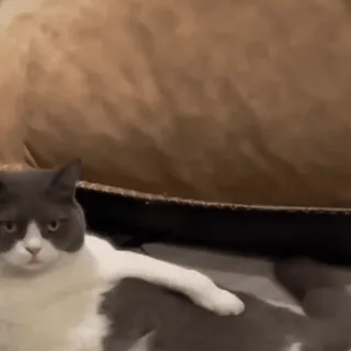 🤩 2871f6bc 猫, 动物, 宠物, 灰白色, 猫科动物 telegram sticker