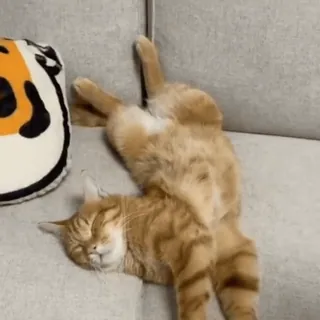 🤩 323e581c 猫, 睡觉, 沙发, 橘色, 宠物, 家畜 telegram sticker