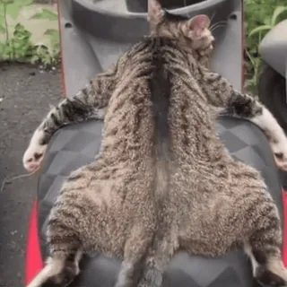 🤩 32813c2c 猫, 搞笑, 动物, 宠物, 可爱, 虎斑 telegram sticker