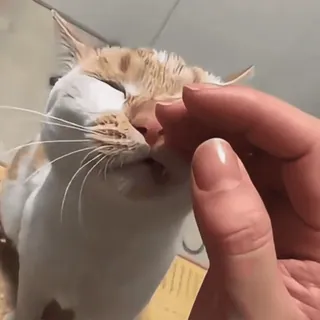 🤩 331ea875 猫, 宠物, 动物, 手, 家猫, 橙色, 白色 telegram sticker