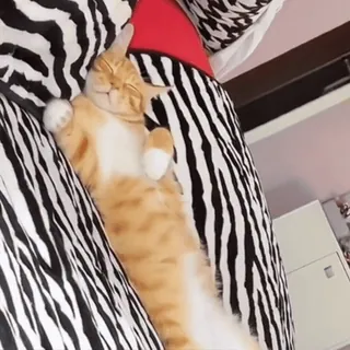 🤩 38bd5274 猫, 睡觉, 橘色虎斑猫, 斑马纹, 家猫, 猫科动物, 宠物 telegram sticker