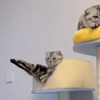 🤩 446bb3f0 猫, 动物, 宠物, 小猫, 可爱, 家猫, 猫科动物 telegram sticker