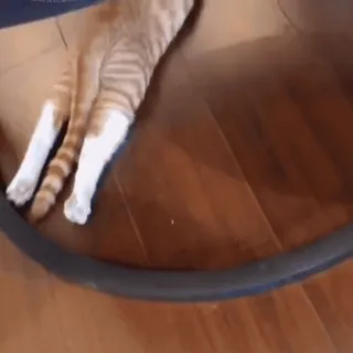 🤩 482c3ca9 猫, 动物, 宠物, 家畜, 猫科动物 telegram sticker