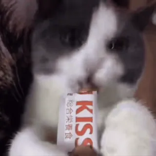 🤩 4abdd807 KISS 猫, 亲吻, 动物, 宠物, 家畜, 包裹 telegram sticker