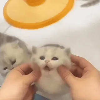 🤩 50616fce 猫, 小猫, 宠物, 可爱, 动物, 家猫 telegram sticker