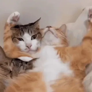 🤩 b17339a7 猫, 小猫, 动物, 可爱, 宠物, 猫科动物, 家猫, 橘猫 telegram sticker