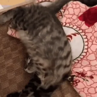 🤩 c64b2adf 猫, 小猫, 可爱, 动物, 宠物, 家养 telegram sticker