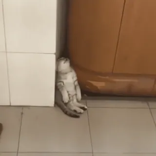 🤩 ccadd75c 猫, 动物, 睡觉, 懒, 搞笑, 猫科 telegram sticker