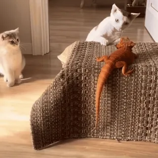 🤩 d6fa4dea 猫, 猫, 蜥蜴, 宠物, 动物, 动物, 小猫 telegram sticker