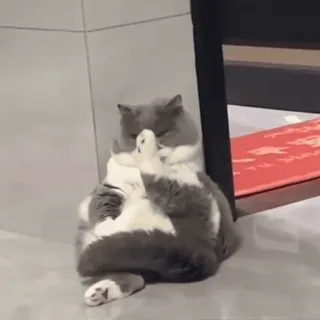 🤩 ddb31d10 猫, 粗鲁, 冒犯, 中指, 手势, 动物 telegram sticker