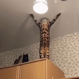 🤩 f7e89817 猫, 动物, 宠物, 攀爬, 站立, 搞笑, 顽皮 telegram sticker