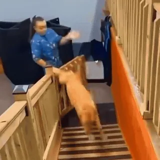 🤩 0475a901 cachorro, escadas, animal, golden retriever telegram sticker