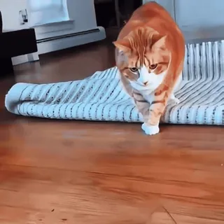 🤩 291a8d37 gato, gato laranja, andando, animal de estimação, animal doméstico telegram sticker