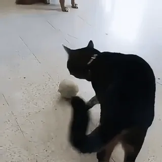 🤩 48eb939d gato, brincando, gato preto, bola, animal de estimação telegram sticker