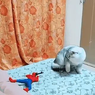 🤩 4d3973ac Spider-Man gato, brinquedo, arma, super-herói, engraçado, Homem-Aranha telegram sticker