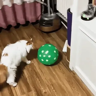 🤩 4db18b32 gato, bola, animal de estimação, verde, animal, doméstico telegram sticker