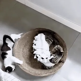 🤩 64267d75 gato, animal de estimação, animal, arranhador, cesta telegram sticker