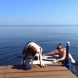 🤩 736dd30a cachorro, stand up paddle, água, verão, lago, mulher telegram sticker