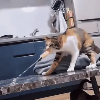 🤩 74f751c0 gato, animal de estimação, brincando, cozinha, interior telegram sticker