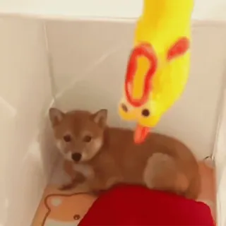 🤩 798e12ed cão, filhote, animal, shiba inu, animal de estimação telegram sticker