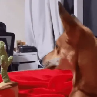 🤩 81e242c2 cachorro, cacto, brinquedo, animal, interior telegram sticker