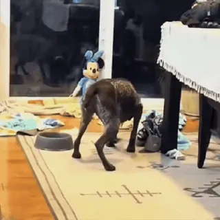 🤩 951c1cdf cachorro, animal de estimação, mesa, quarto, animal doméstico telegram sticker