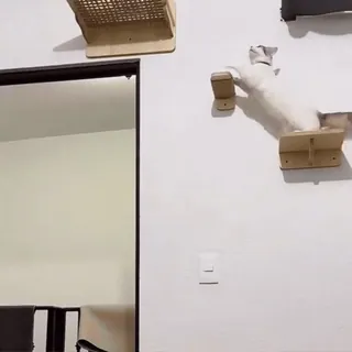 🤩 aa63f035 gato, parede, escalada, móveis, gatinho, brincalhão, animal de estimação telegram sticker