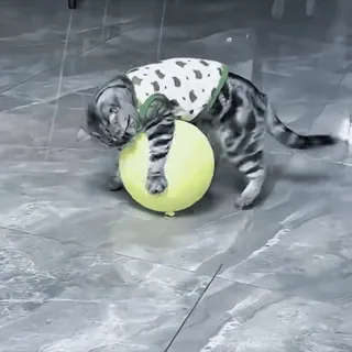 🤩 c78561cb gato, gatinho, balão, brincalhão, animal de estimação, fofo, animal telegram sticker