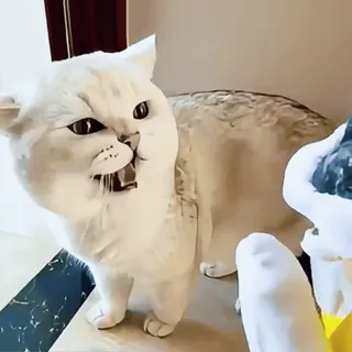 🤩 d2ac1056 gato, gato branco, zangado, fofo, animal doméstico telegram sticker
