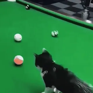 🤩 d85bc547 gato, bilhar, piscina, jogo, animal telegram sticker