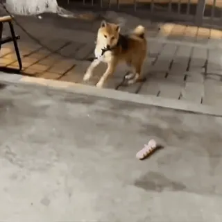 🤩 df30e310 cão, shiba inu, animal de estimação, animal, fofo telegram sticker