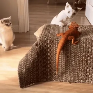 Собачки и котики @stickroom telegram stickers