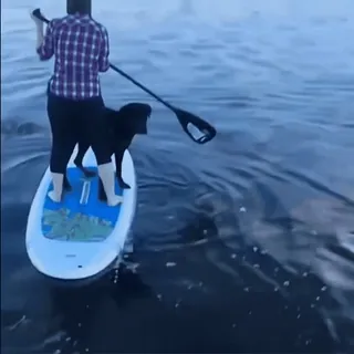 🤩 e3cfc26a Stand up paddle, Cachorro, Esporte aquático, Oceano, Lago telegram sticker