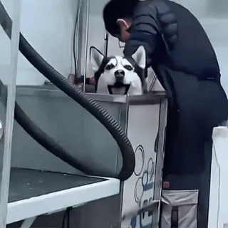 🤩 ed979438 cachorro, husky, cuidado, banho, animal de estimação telegram sticker