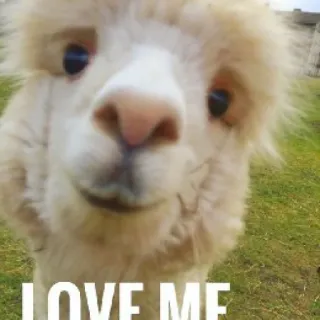 🥰 11c19db6 LOVE ME alpaca, lama, liefde, dier, schattig telegram sticker