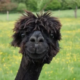 😶 43255489 alpaca, dier, schattig, lama, portret, veld, zwart telegram sticker