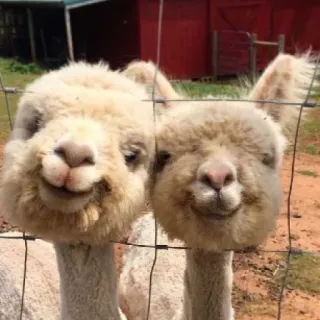 😗 5dbd248b Alpaca's, Dieren, Schattig, Boerderij, Lama, Vacht, Huisdieren telegram sticker