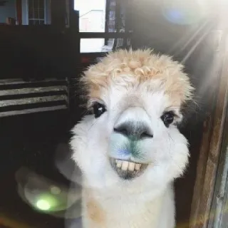😁 b0d82ad0 Alpaca, Dier, Boerderijdier, Lama, Zoogdier, Witte alpaca telegram sticker