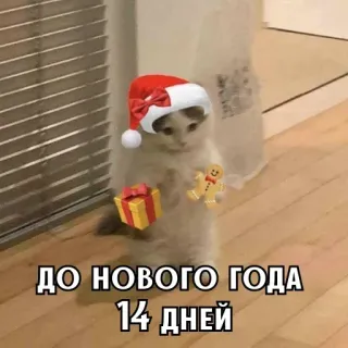 🎄 2339d3e2 ДО НОВОГО ГОДА 14 ДНЕЙ mèo, giáng sinh, năm mới, đếm ngược, kỳ nghỉ, lễ hội telegram sticker