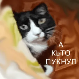 😳 632a6021 А КЪТО ПУКНУЛ kucing, hewan peliharaan, binatang, lucu, teks, bahasa Bulgaria, humor telegram sticker