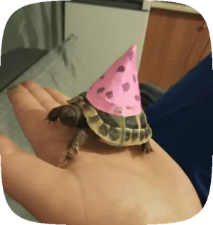 🌟 036542c6 черепаха, колпак, животное, питомец, милый, день рождения telegram sticker