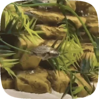 🌟 15340462 черепаха, рептилия, животное, питомец, аквариум, природа telegram sticker