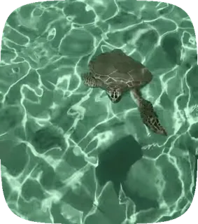 🌟 1d382ed1 черепаха, океан, море, вода, животное, природа, плавание telegram sticker