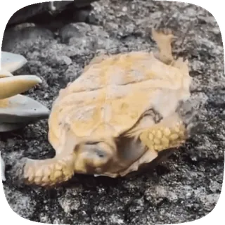 🌟 1ff7fc6f черепаха, животное, рептилия, сухопутная черепаха, дикая природа telegram sticker