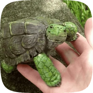 🌟 233dba9b черепаха, животное, рептилия, зеленый, природа, питомец telegram sticker